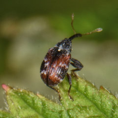 Anthonomus signatus