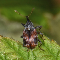 Anthonomus signatus