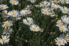 Brachyscome diversifolia