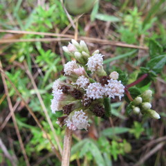 Chromolaena bullata
