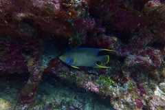 Holacanthus bermudensis