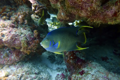 Holacanthus bermudensis
