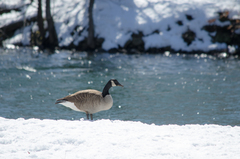 Branta canadensis