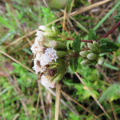Chromolaena bullata