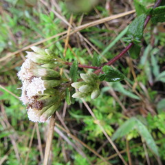 Chromolaena bullata