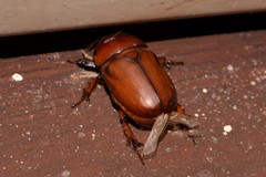 Hyphoryctes maculatus