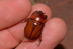 Hyphoryctes maculatus