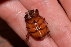 Hyphoryctes maculatus
