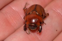 Hyphoryctes maculatus