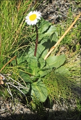 Brachyscome decipiens