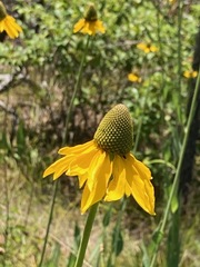 Rudbeckia californica