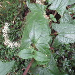 Munnozia senecionidis