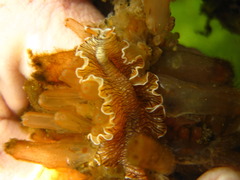 Prostheceraeus crozieri