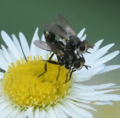 Thecophora propinqua