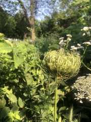 Daucus carota