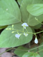 Hylodesmum pauciflorum