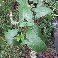 Munnozia senecionidis