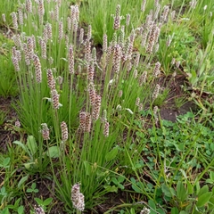Plantago