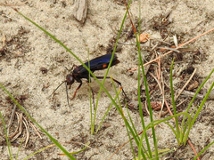 Poecilopompilus algidus