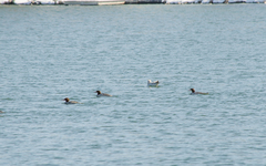 Mergus merganser