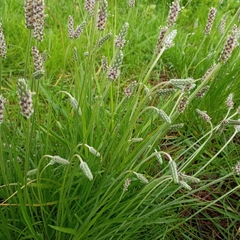 Plantago