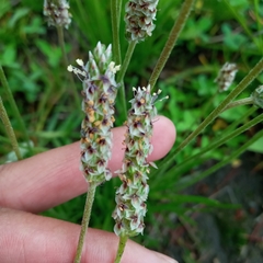 Plantago