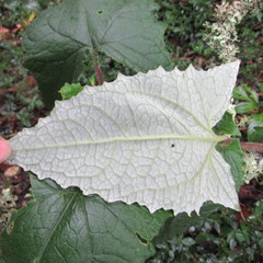 Munnozia senecionidis