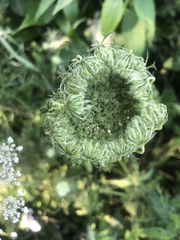 Daucus carota