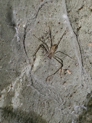 Hypochilus pococki