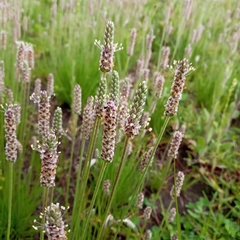 Plantago