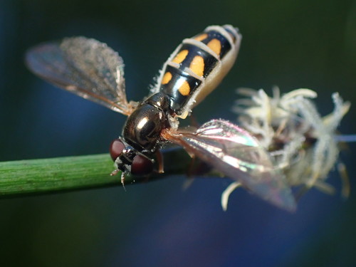 Variable Duskyface Fly photo 3