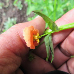 Alonsoa meridionalis