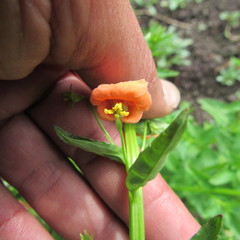 Alonsoa meridionalis