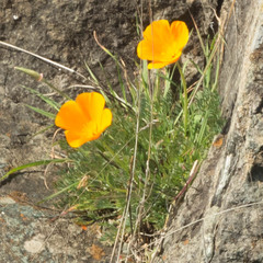 Eschscholzia californica californica