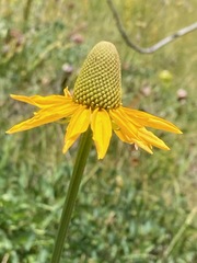 Rudbeckia californica