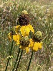 Rudbeckia californica