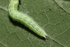 Asterocampa celtis