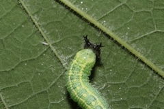 Asterocampa celtis