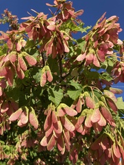 Acer tataricum