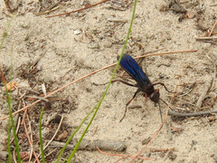 Poecilopompilus algidus