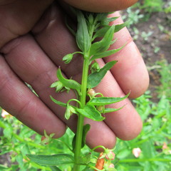 Alonsoa meridionalis