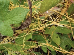 Cuscuta chinensis
