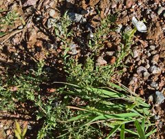 Oenothera coronopifolia