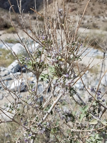 iNaturalist observation photo of desert lavender