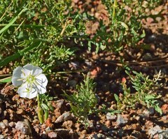 Oenothera coronopifolia