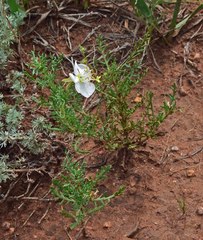 Oenothera coronopifolia