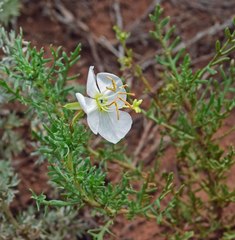 Oenothera coronopifolia