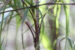 Dracophyllum sinclairii