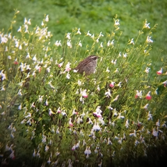 Oriturus superciliosus