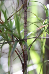 Dracophyllum sinclairii